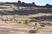 090 110513 Puno