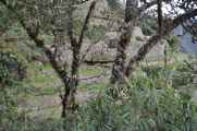 086 110519 Inca Trail 3